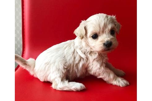 成約済の秋田県のマルプー:マルチーズ×トイプードル-80860の2枚目