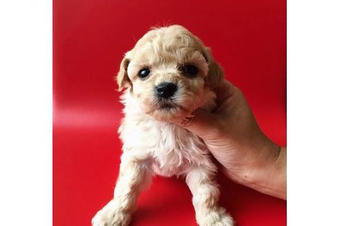 成約済の秋田県のマルプー:マルチーズ×トイプードル-81325の1枚目