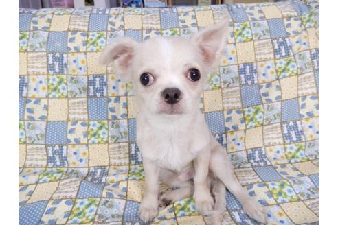 成約済の千葉県のチワワ(ロングコート)-80622の4枚目