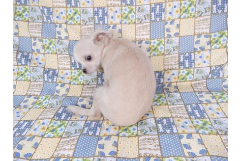 成約済の千葉県のチワワ(ロングコート)-80622の2枚目