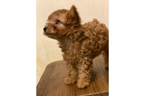 東京都のティーカッププードル 女の子 19 08 28生まれ アプリ 子犬id ブリーダーナビ 東京都のティーカッププードル 女の子 19 08 28生まれ アプリ 子犬id ブリーダーナビ