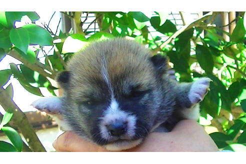 成約済の福岡県の豆柴-82284の13枚目