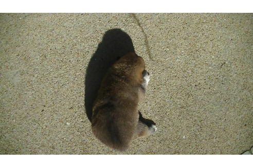 成約済の福岡県の豆柴-82284の12枚目