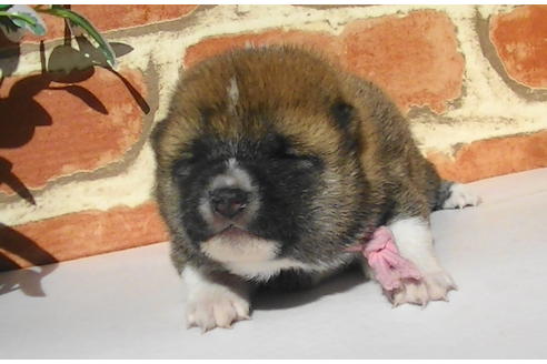 成約済の福岡県の豆柴-82282の12枚目