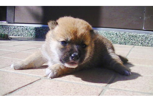 成約済の福岡県の豆柴-81899の9枚目