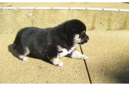 成約済の福岡県の豆柴-81752の8枚目