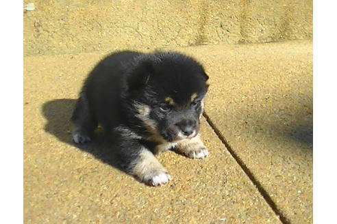 成約済の福岡県の豆柴-81752の7枚目