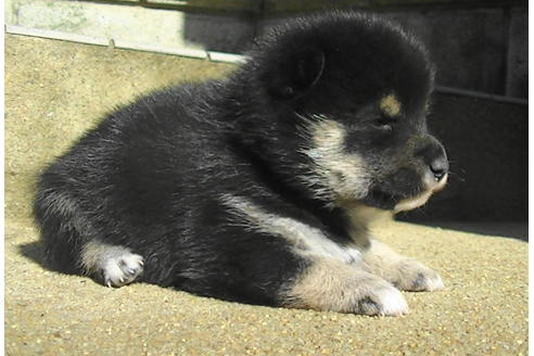 成約済の福岡県の豆柴-81752の6枚目