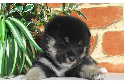 成約済の福岡県の豆柴-81752の5枚目