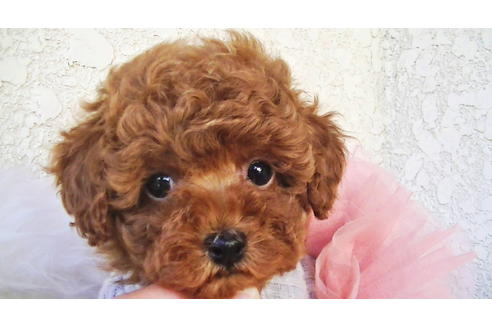 成約済の福岡県のティーカッププードル-79995