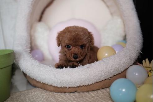 成約済の滋賀県のトイプードル-82149の1枚目