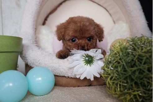 成約済の滋賀県のトイプードル-82149の5枚目