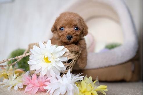 成約済の滋賀県のトイプードル-82149の3枚目