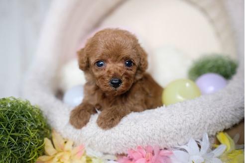 成約済の滋賀県のトイプードル-82149の2枚目