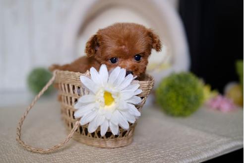 成約済の滋賀県のトイプードル-82160の1枚目