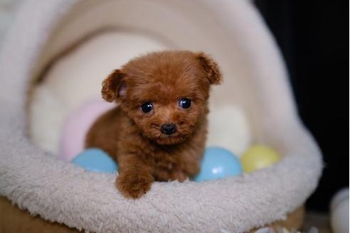 成約済の滋賀県のトイプードル-82160の5枚目