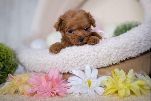 成約済の滋賀県のトイプードル-82160の3枚目