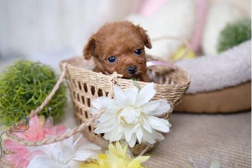 成約済の滋賀県のトイプードル-82160の2枚目