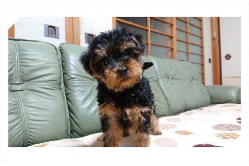 岡山県のヨープー 男の子 19 08 17生まれ ブラック ブラウン 子犬id ブリーダーナビ