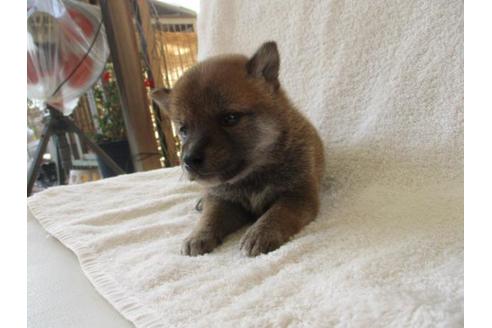 成約済の岡山県の柴犬-83107の5枚目