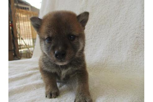 成約済の岡山県の柴犬-83107の4枚目