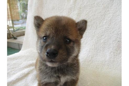 成約済の岡山県の柴犬-83107の2枚目