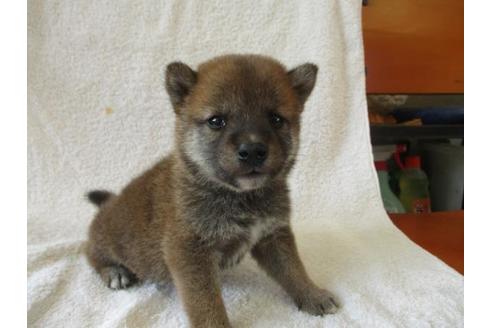 成約済の岡山県の柴犬-83107の1枚目