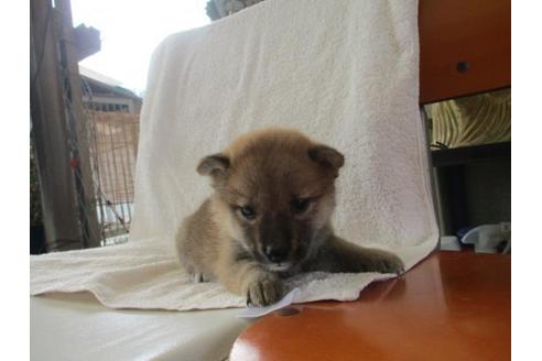 成約済の岡山県の柴犬-83109の4枚目