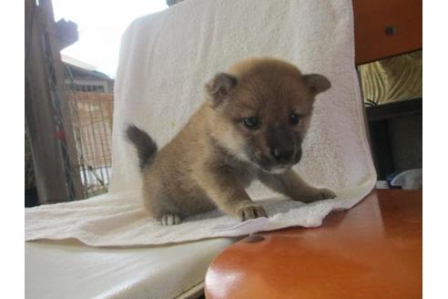 成約済の岡山県の柴犬-83109の3枚目