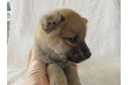 成約済の岡山県の柴犬-83109の2枚目