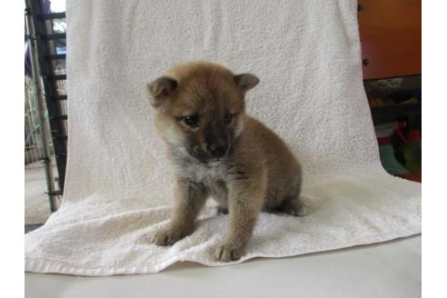 成約済の岡山県の柴犬-83109の1枚目