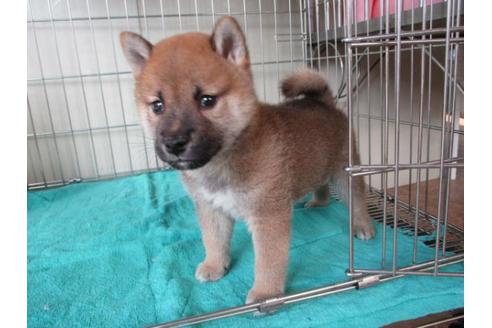 成約済の岡山県の柴犬-83110の3枚目