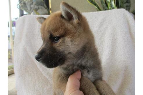 成約済の岡山県の柴犬-83110の2枚目