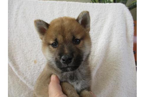 成約済の岡山県の柴犬-83110の1枚目