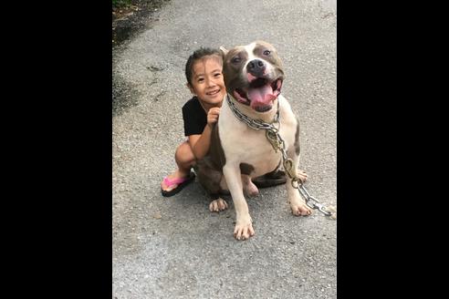 沖縄県のアメリカンピットブルテリア 男の子 16 09 10生まれ ブルーホワイト 子犬id 127 ブリーダーナビ 沖縄県のアメリカンピットブルテリア 男の子 16 09 10生まれ ブルーホワイト 子犬id 127 ブリーダーナビ
