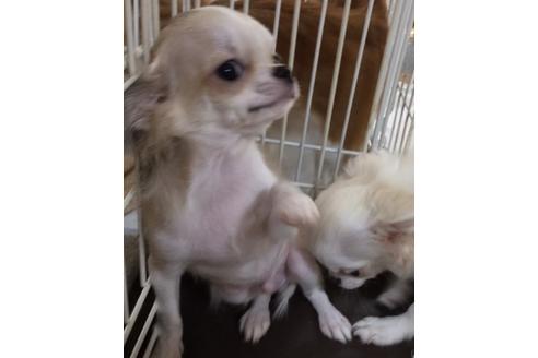 熊本県のロングコートチワワ 男の子 19 06 24生まれ レッドホワイト 子犬id 161 ブリーダーナビ 熊本県のロングコートチワワ 男の子 19 06 24生まれ レッドホワイト 子犬id 161 ブリーダーナビ