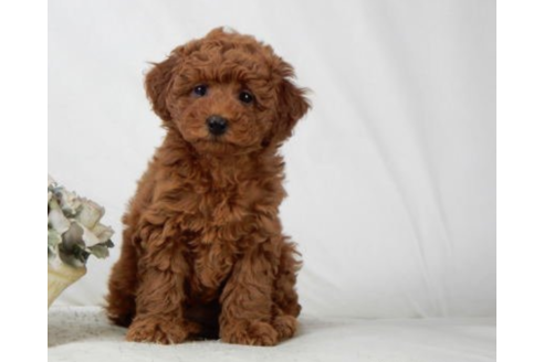 子犬