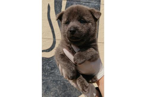 香川県の甲斐犬 男の子 19 09 生まれ 希少赤虎 子犬id 194 ブリーダーナビ 香川県の甲斐犬 男の子 19 09 生まれ 希少赤虎 子犬id 194 ブリーダーナビ