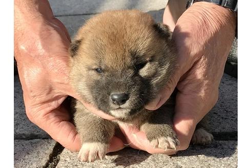 成約済の長崎県の柴犬-83221の1枚目