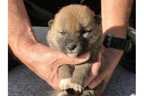 成約済の長崎県の柴犬-83221の5枚目