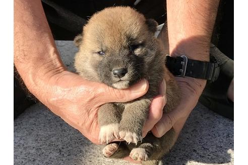 成約済の長崎県の柴犬-83221の4枚目