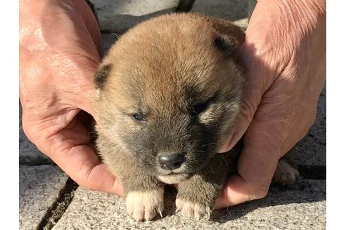 成約済の長崎県の柴犬-83221の3枚目