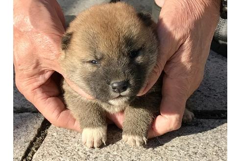 成約済の長崎県の柴犬-83221の2枚目