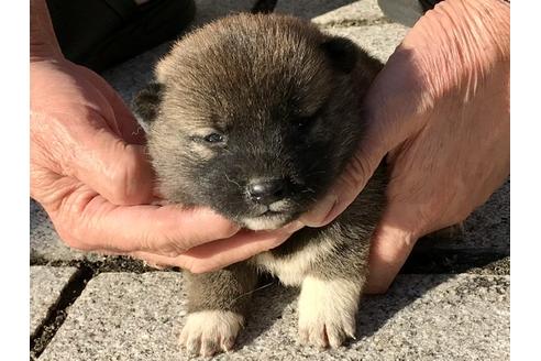 成約済の長崎県の柴犬-83224の8枚目