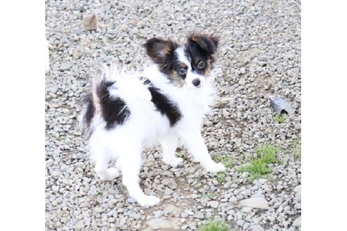 成約済の栃木県のパピヨン-79260の12枚目