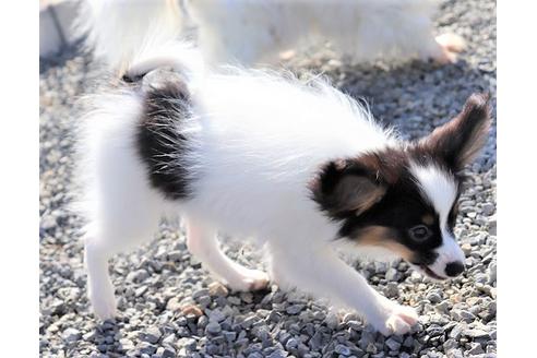 成約済の栃木県のパピヨン-79266の9枚目