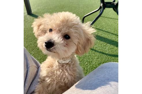 成約済の東京都のミックス犬-77482の7枚目