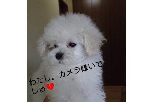 成約済の愛媛県のティーカッププードル-83244
