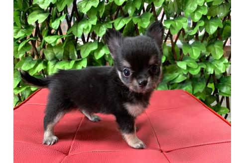 成約済の京都府のチワワ(ロングコート)-83252の1枚目