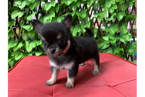 成約済の京都府のチワワ(ロングコート)-83252の5枚目